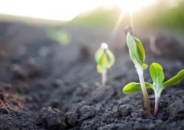 有機肥使用方法與作用